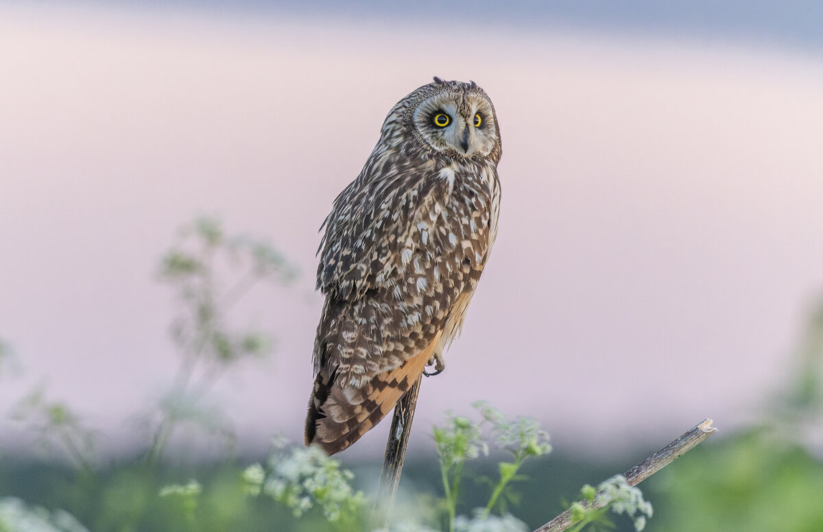 сова болотная - юрий макаров сова болотная - юрий макаров
