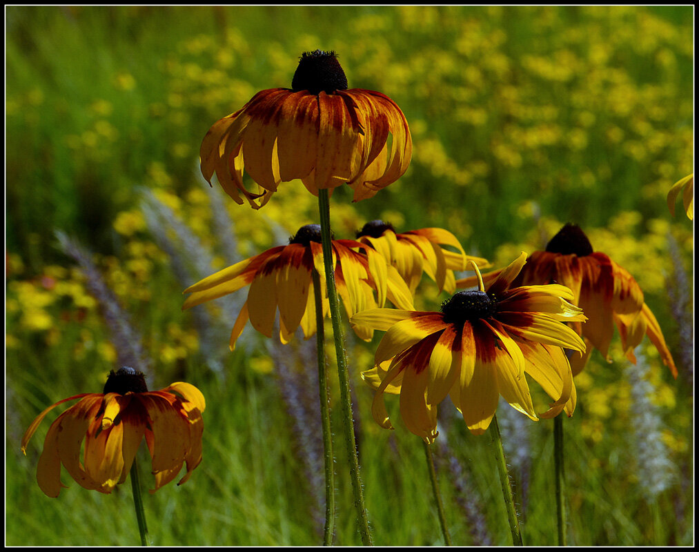 *** - Aleksandr Gal *** - Aleksandr Gal