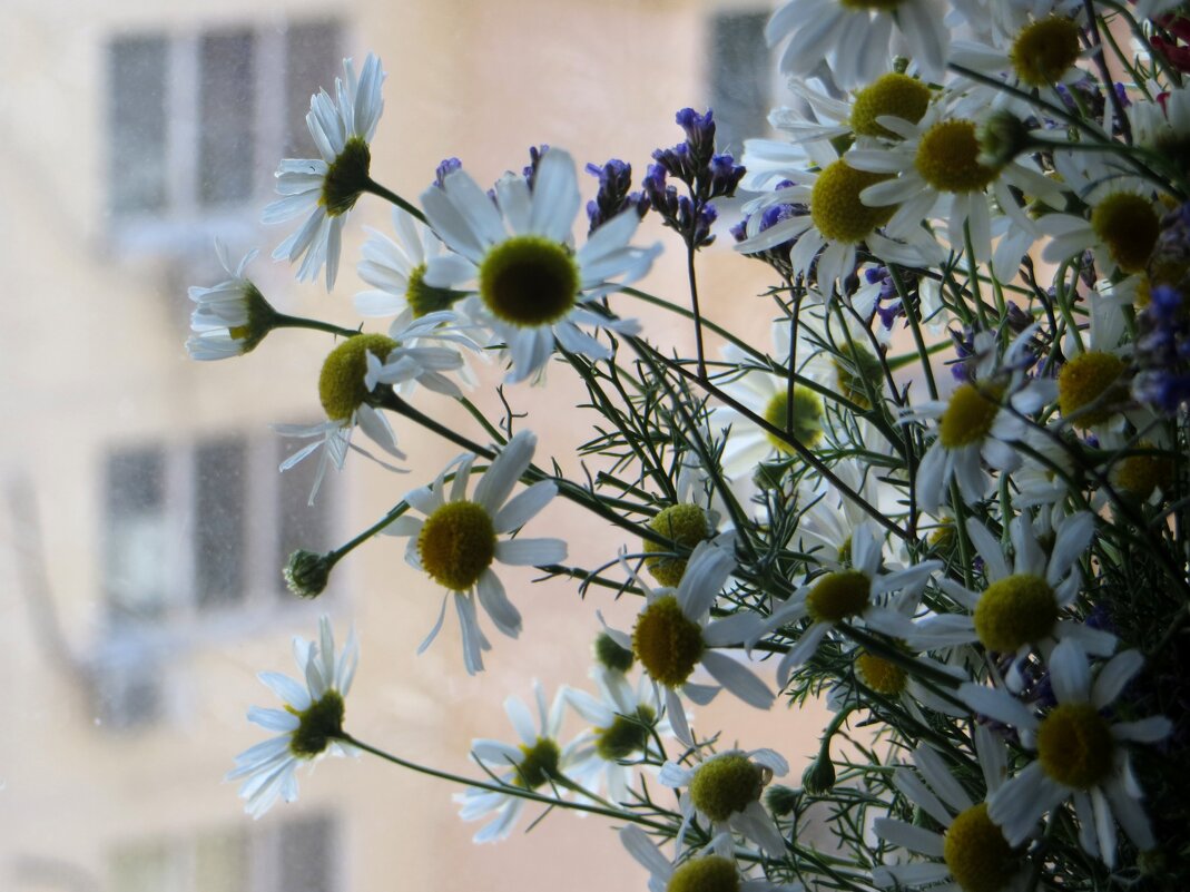 На столе ромашки белые стоят... Милые мордашки! Чистый, нежный взгляд! - Татьяна Смоляниченко