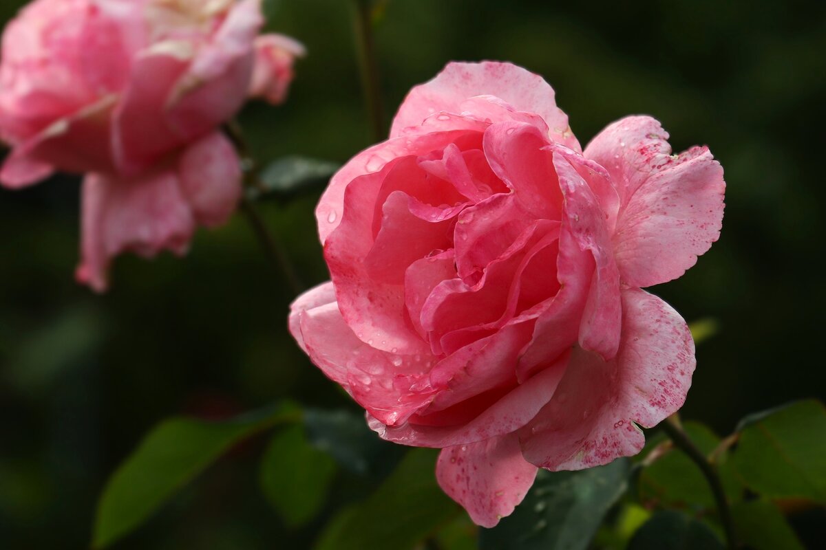 Доброе утро - Юрий. Шмаков