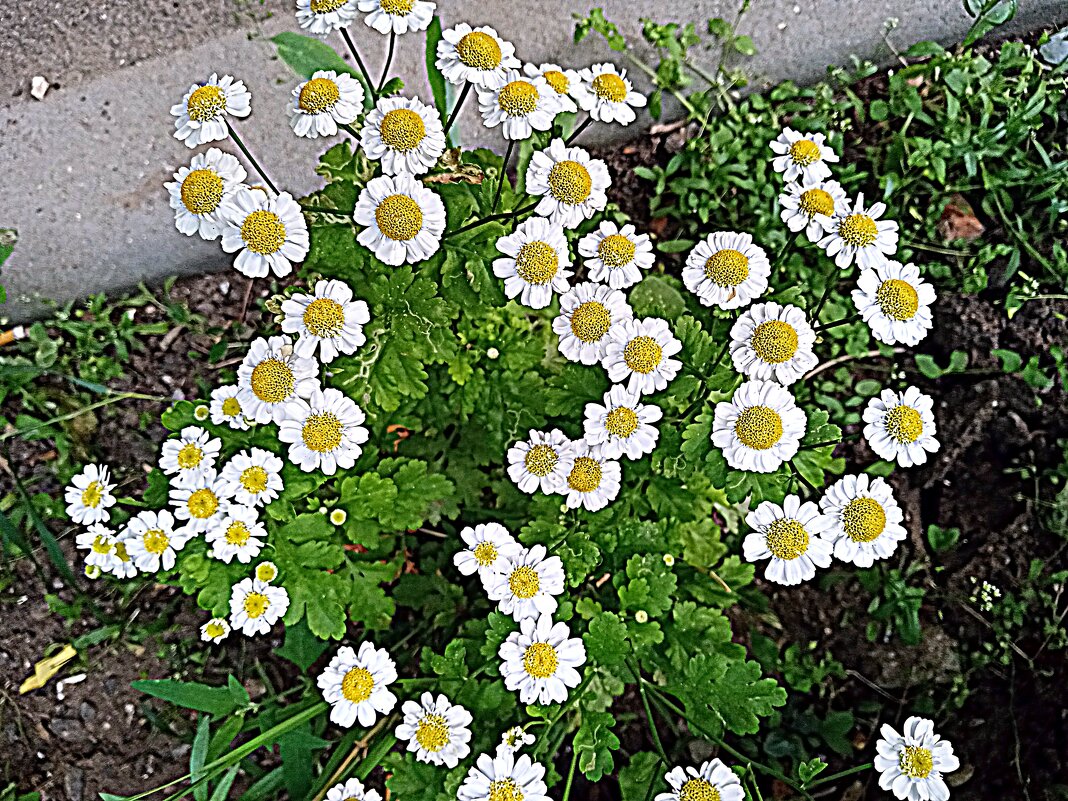 Цветы. - Владимир Драгунский