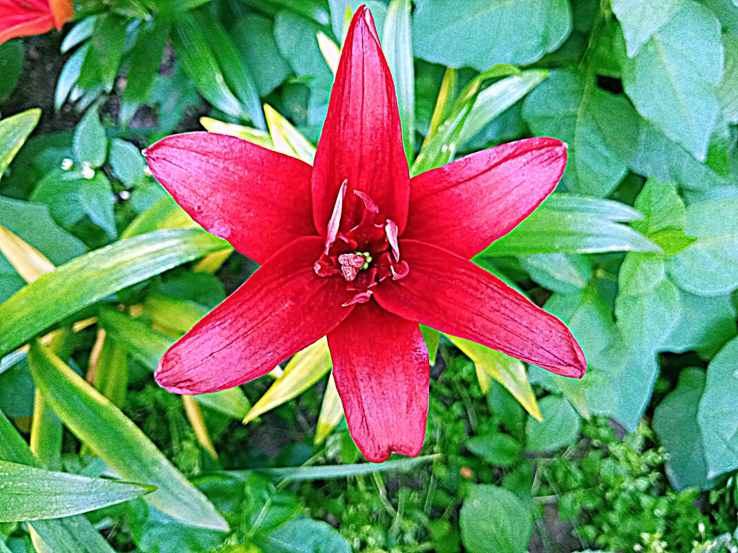 Цветы. - Владимир Драгунский