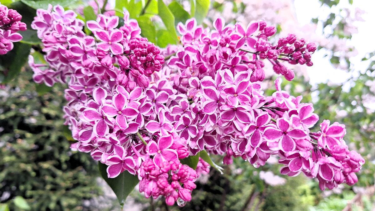 сирень - Наталья 