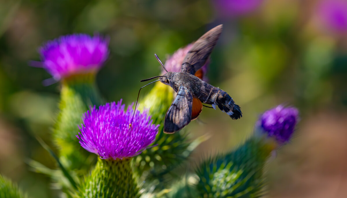 Бражник... - Александр Посошенко