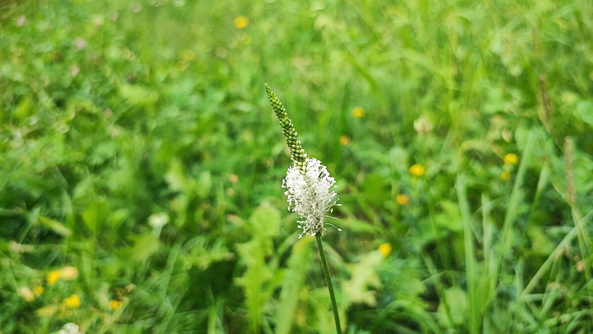 ,,, - Сергей Тимоновский