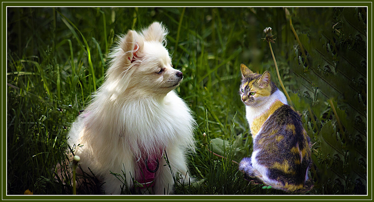 Посидим помолчим - Владимир Кроливец