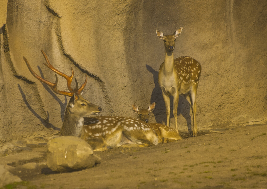 Август - Материнская ЛЮБОВЬ - Владимир Максимов