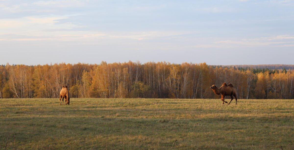осенние мотивы - Сергей 