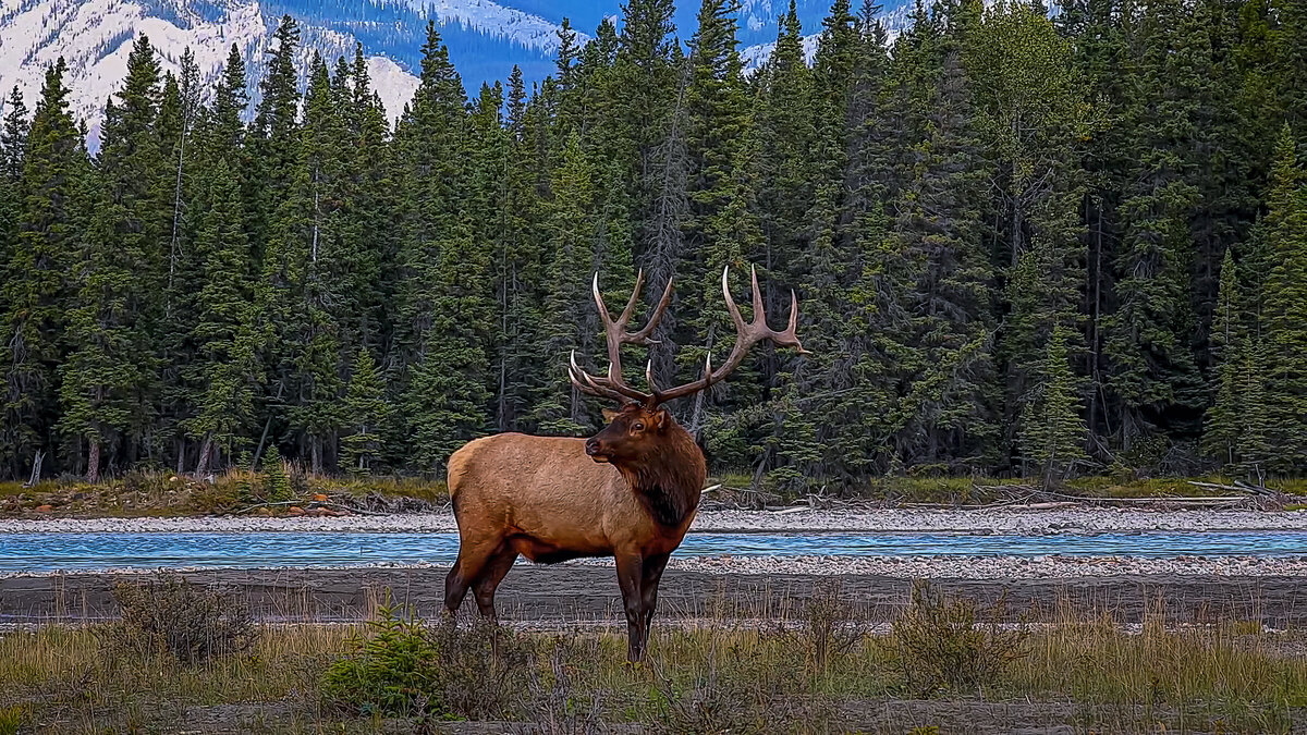 Олень Вапити - Aleksey Afonin