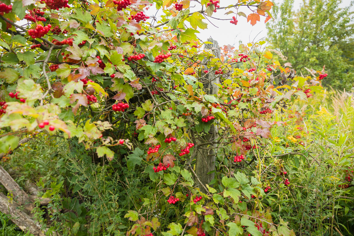 Калина - Nyusha .