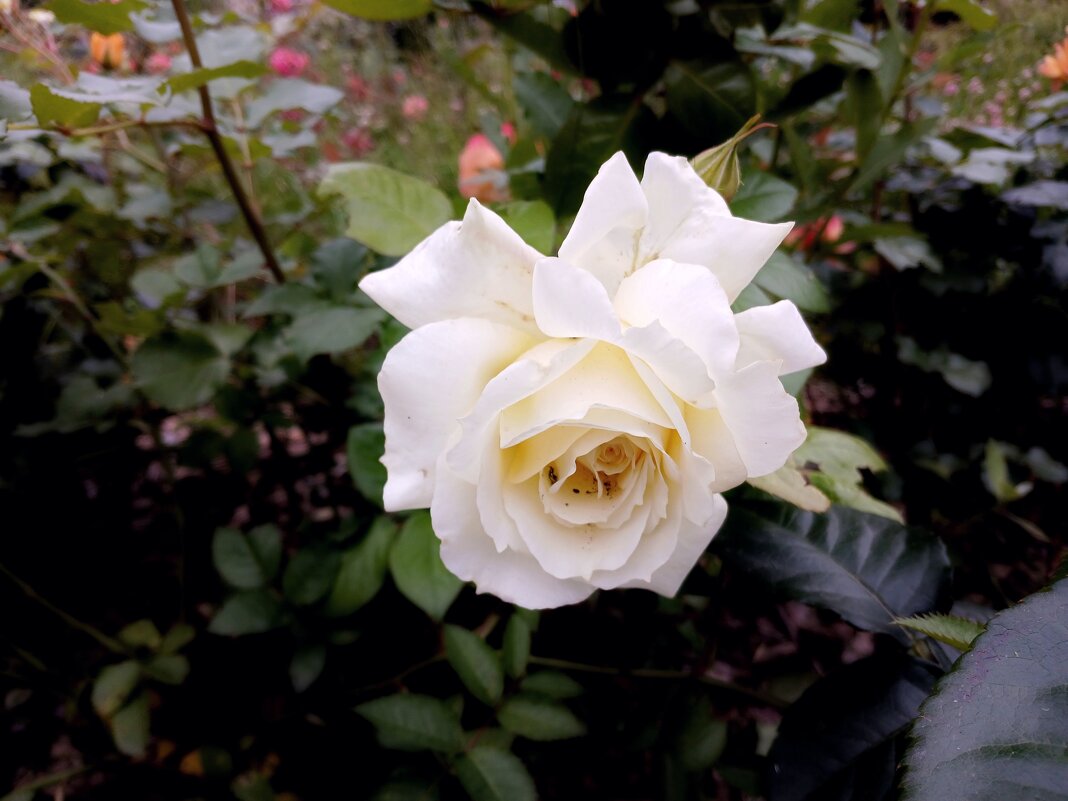 Нежная роза. - Лия ☼