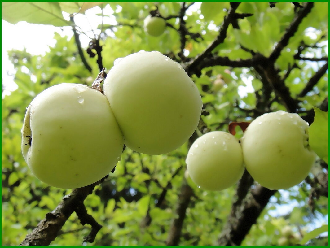 Дары лета. - Ольга Довженко