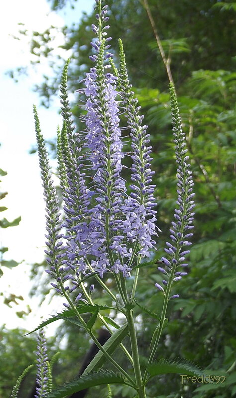 Вероника длиннолистная - Freddy 97