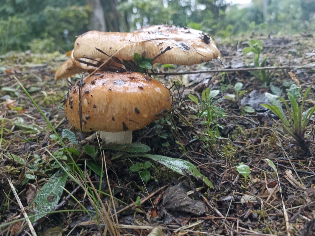 После дождя. - Вячеслав. Синицын