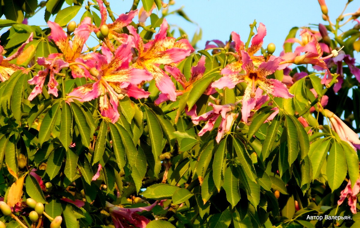 Хоризия розовая. - Валерьян 