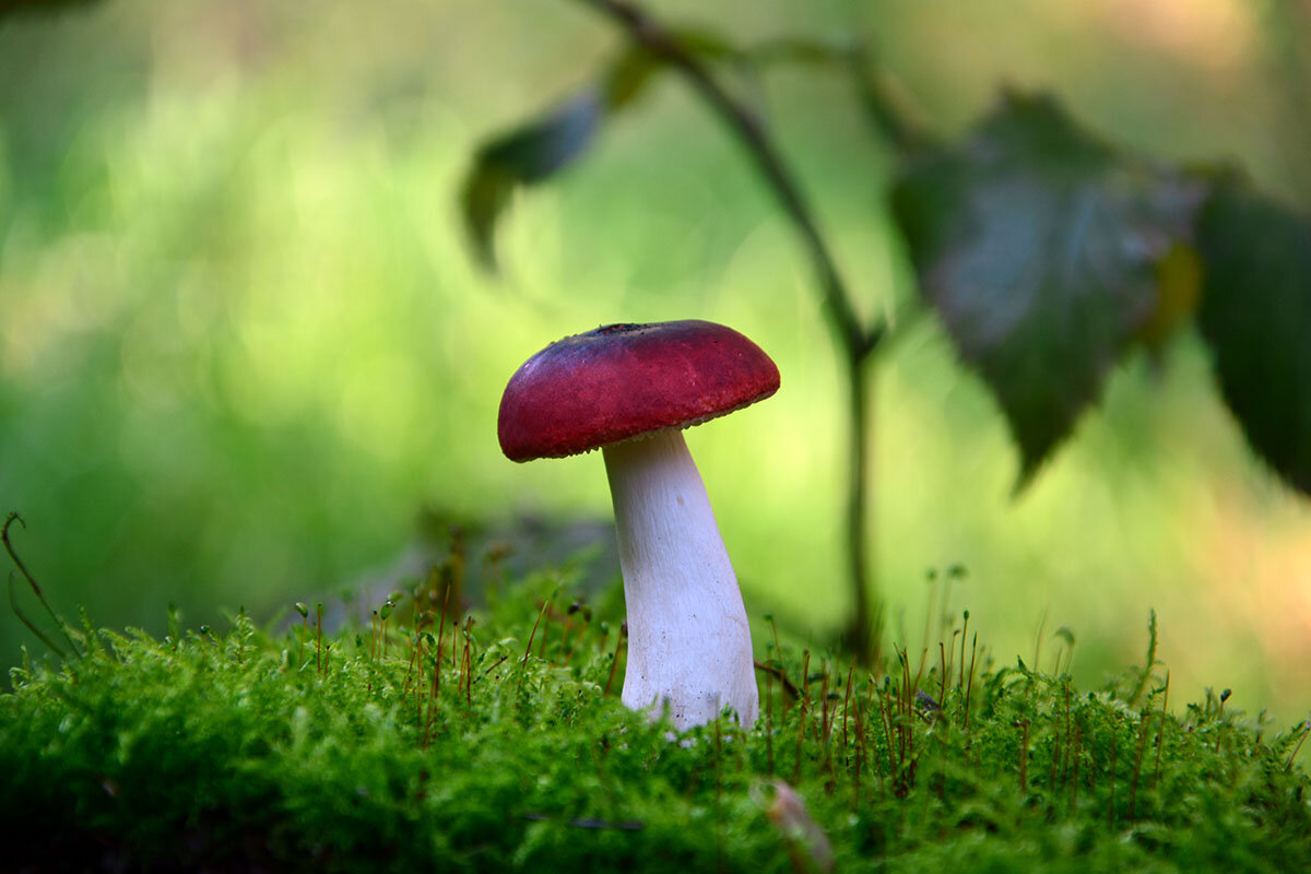 Красная  сыроежка - Геннадий Супрун