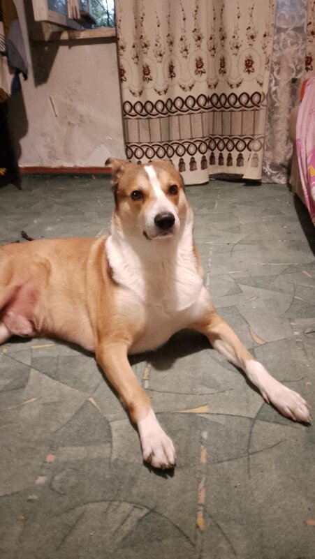 Добрыня - Василий 