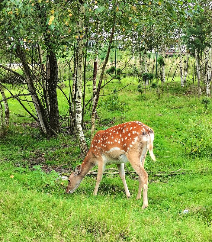 Косуля - Любимова Ольга 
