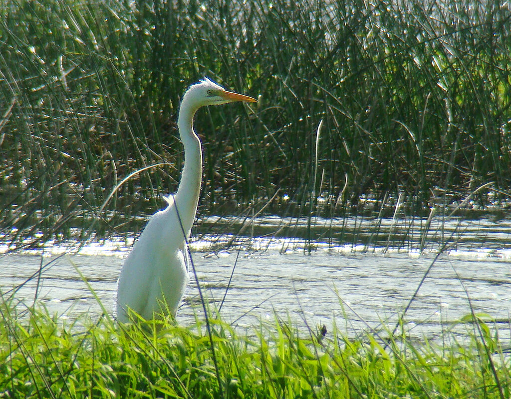 большая белая цапля - gawrilа - dan