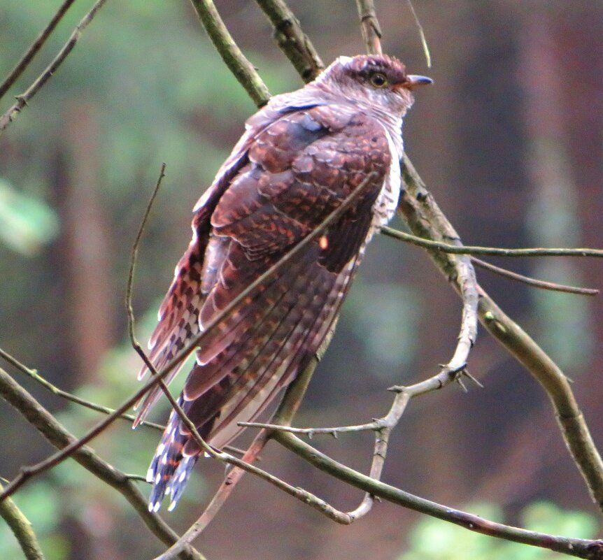 Кукушка - Андрей Снегерёв