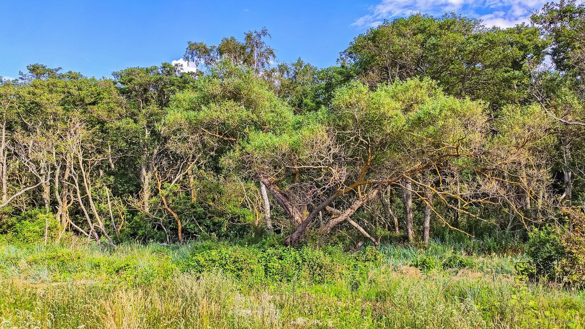 Просто посмотри ... - Kirill 