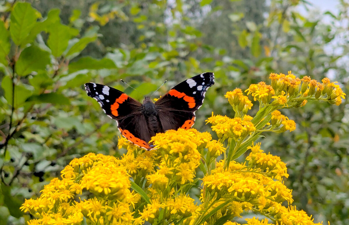 бабочки августа  4 - Александр Прокудин