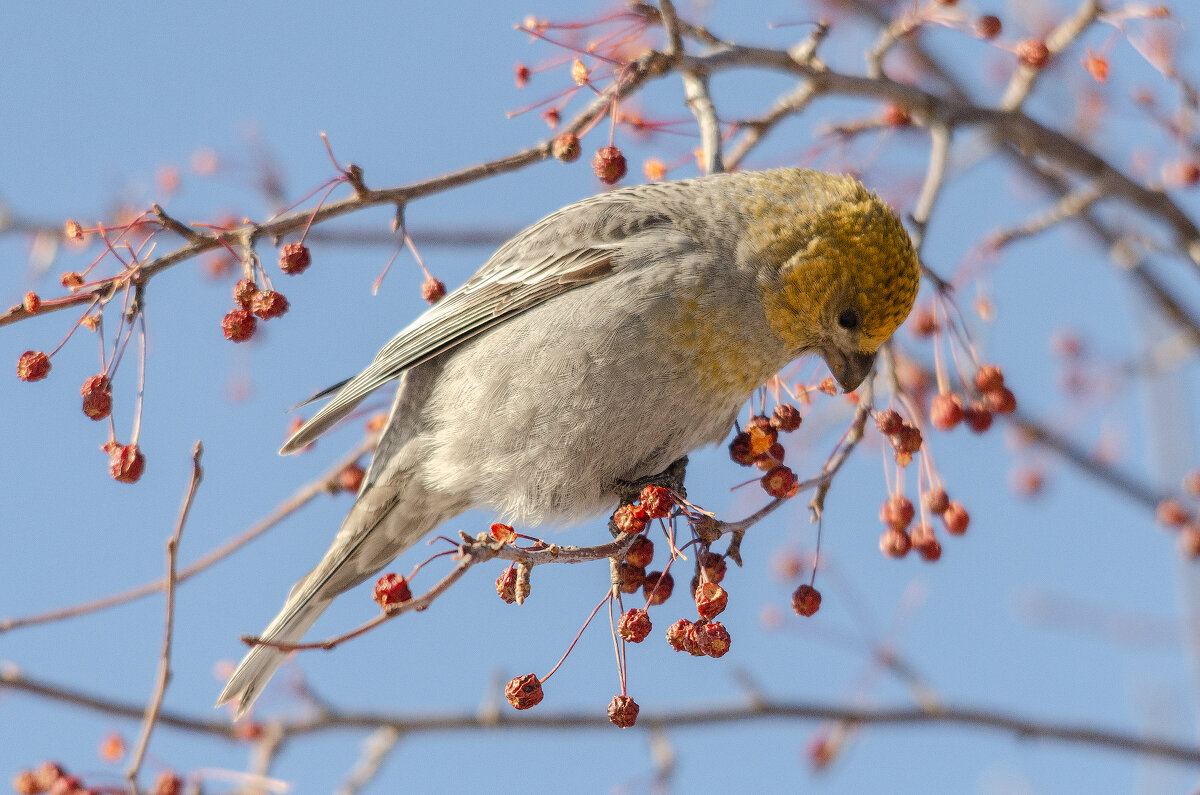 Щур - Виктор Иванович Чернюк