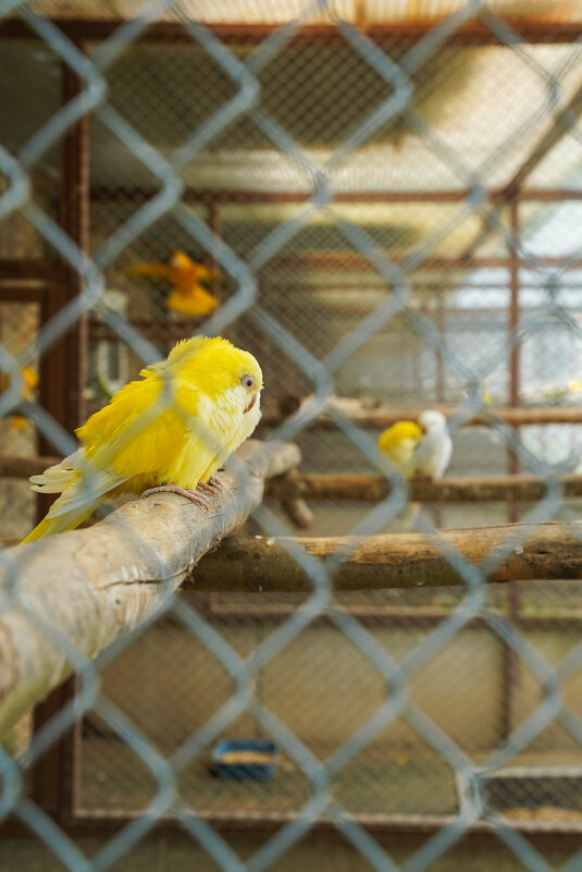 В_СЕТЯХ - Сергей Янович Микк