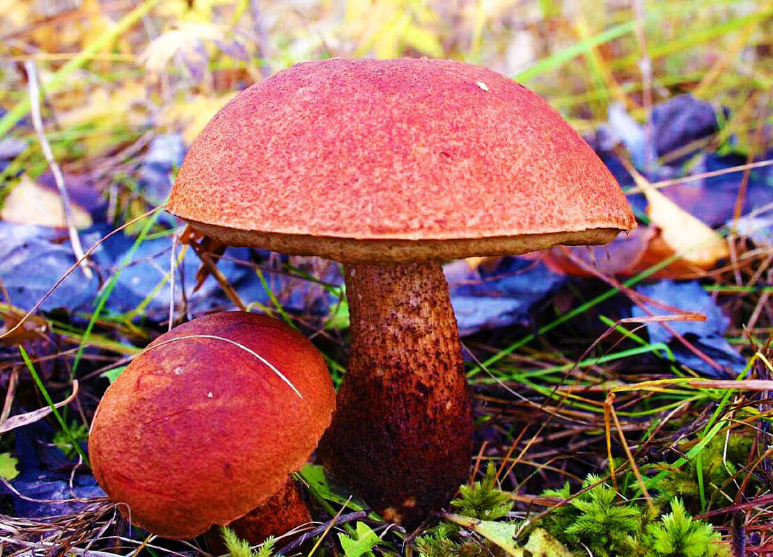 Осень...Грибы подморозило! - Владимир 