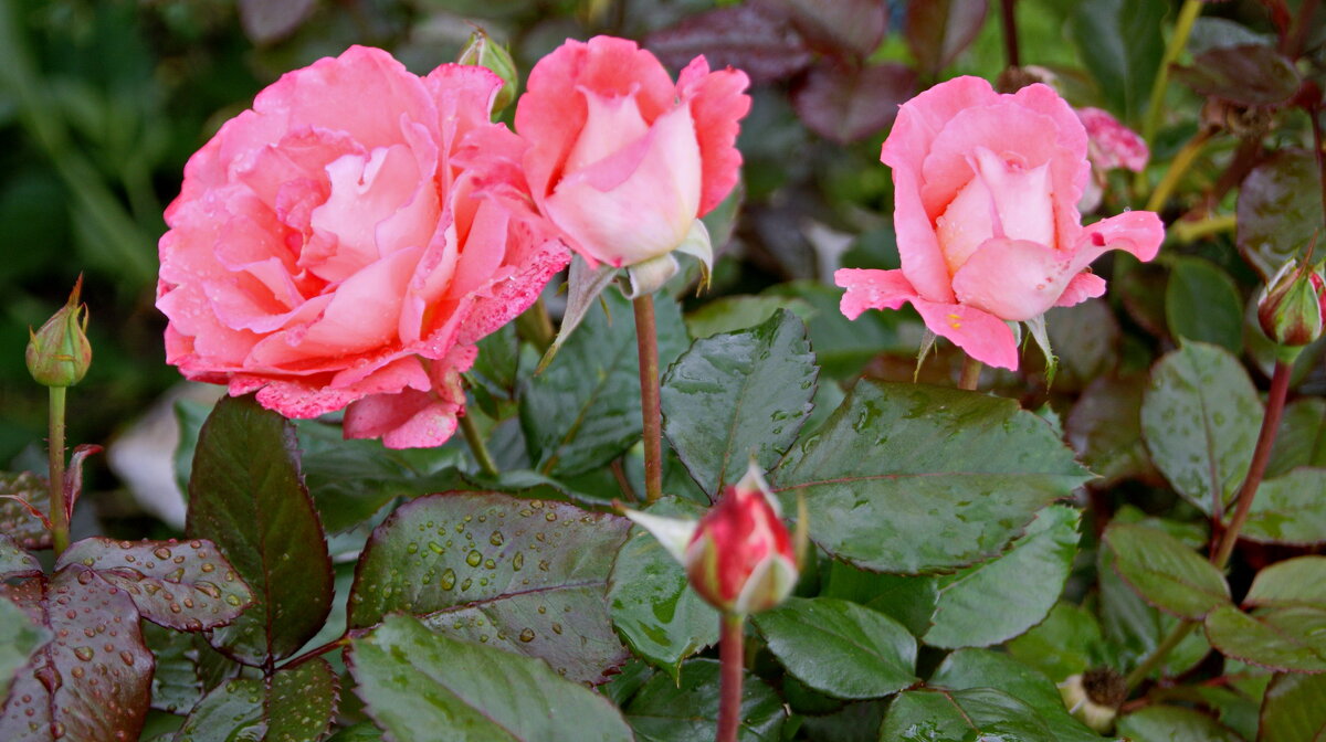 Розы. - сергей ермошкин