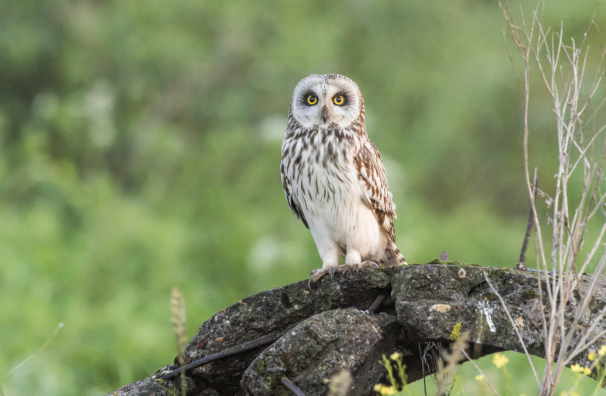 сова болотная- белая. - юрий макаров сова болотная- белая. - юрий макаров