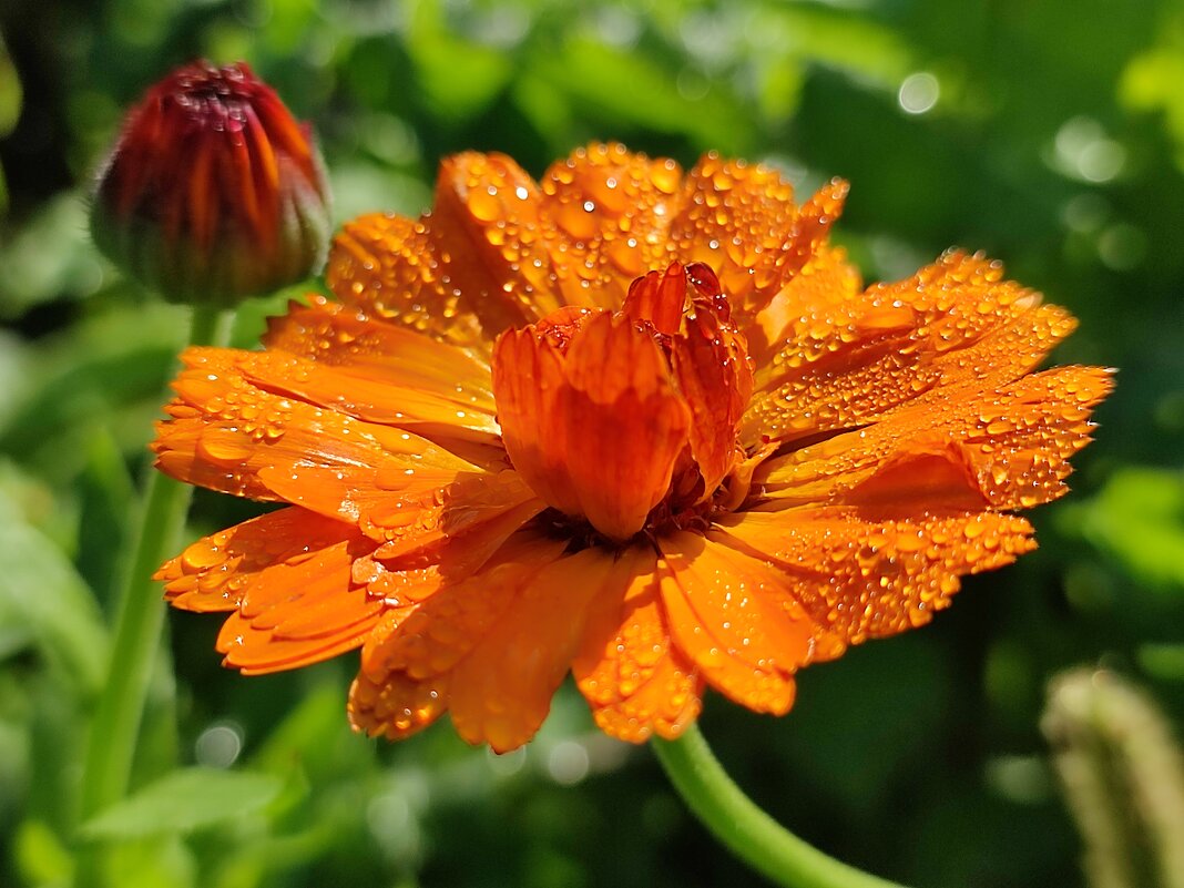 В росе - Валентина Богатко 