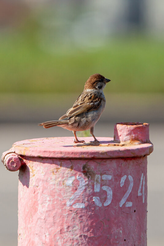 НА СТРАЖЕ "ПОЖАРНИК " - Denis Doroshenko
