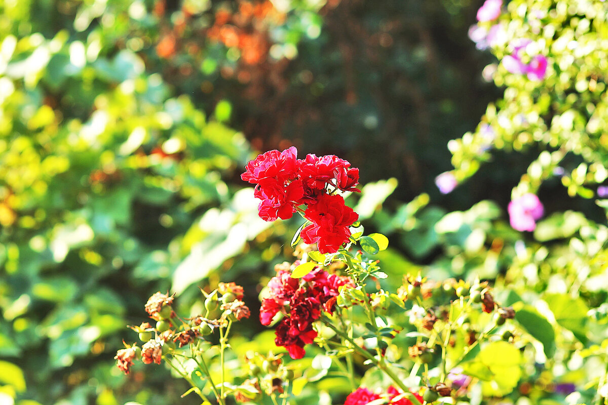 Розы - Юрий Гайворонскiий