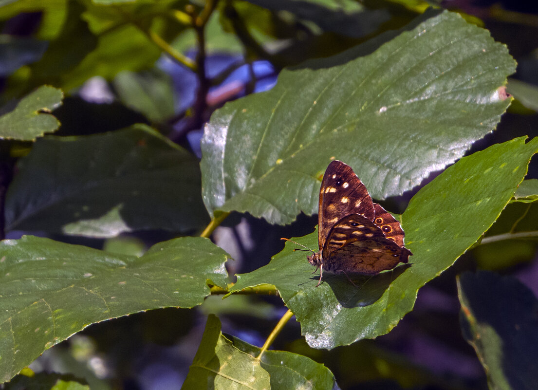 Бабочка прилетела попрощаться - Сергей Цветков