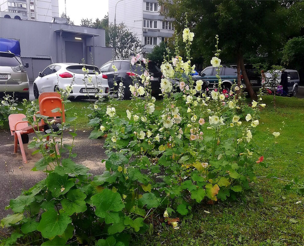 Городские будни. - Ольга Довженко