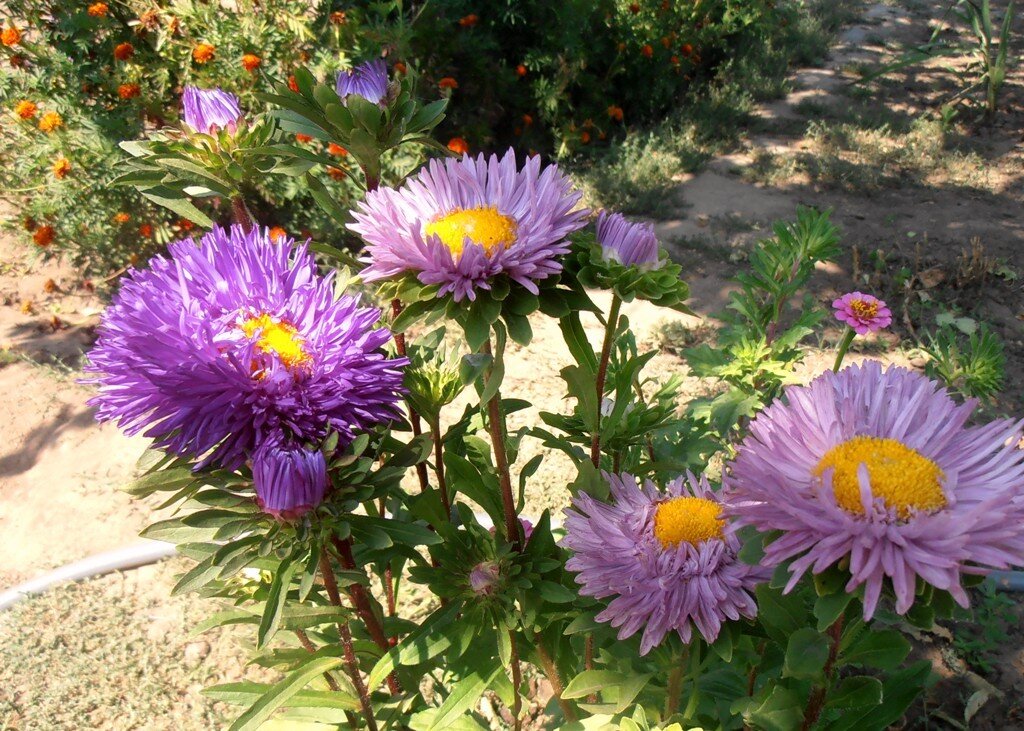 Наши астры - Наталья 