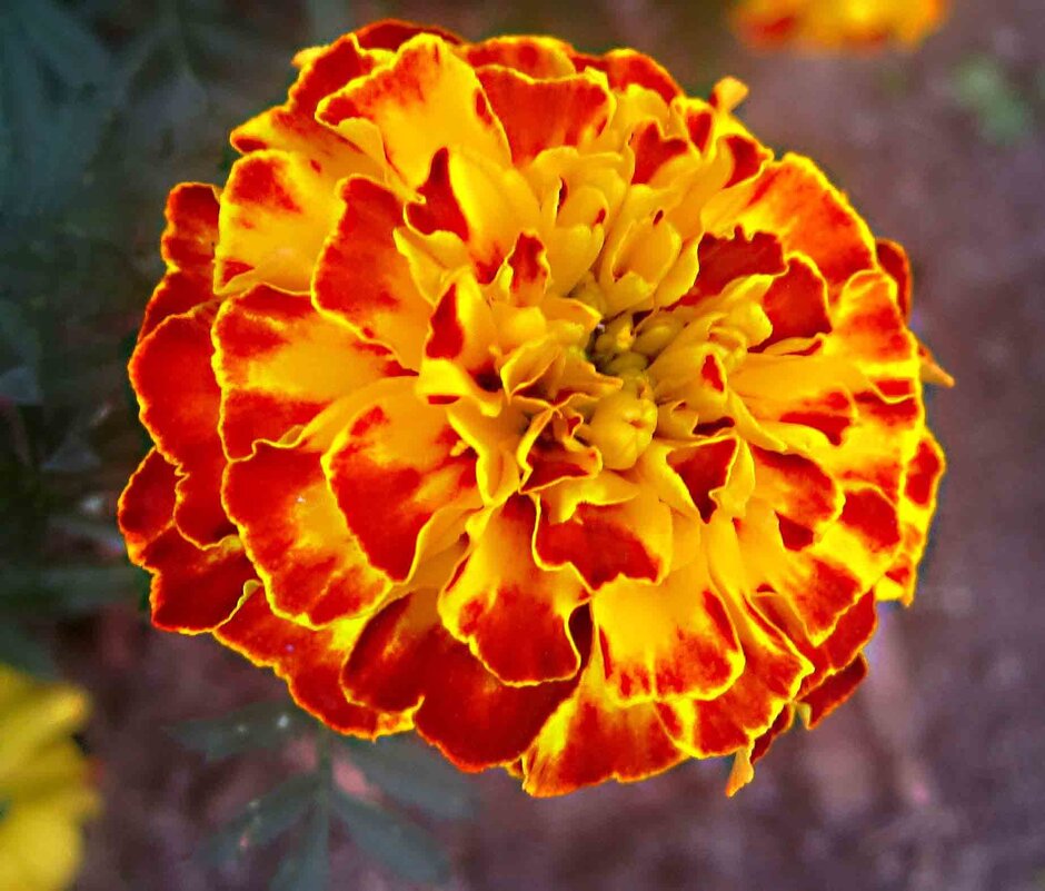 яркое солнышко - Елена Семигина