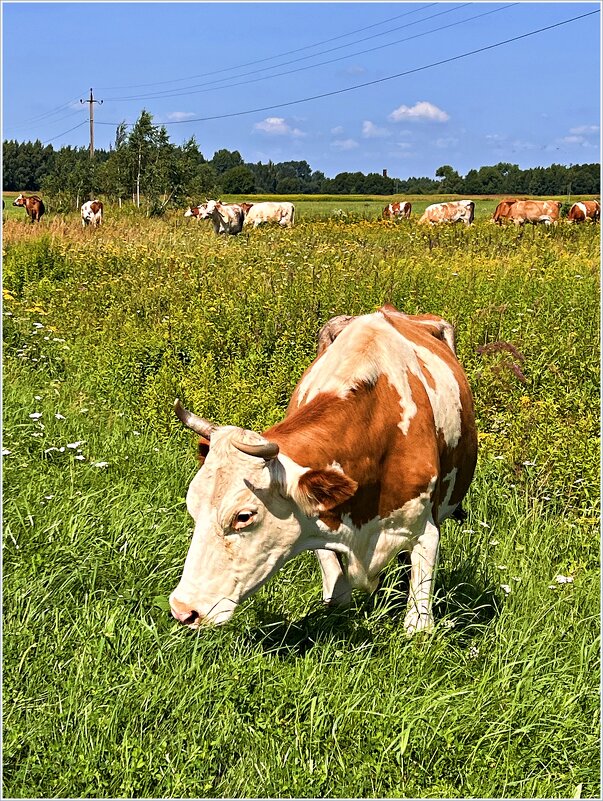 ********* - Валерия Комова