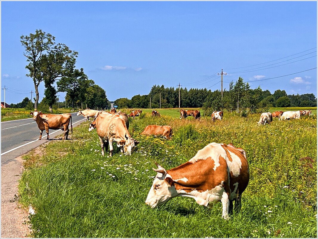 Сельская жизнь. - Валерия Комова