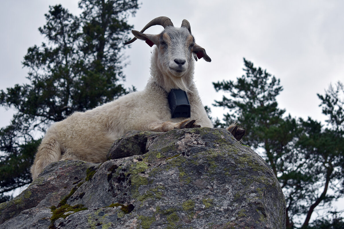 Хранители - Nina Streapan