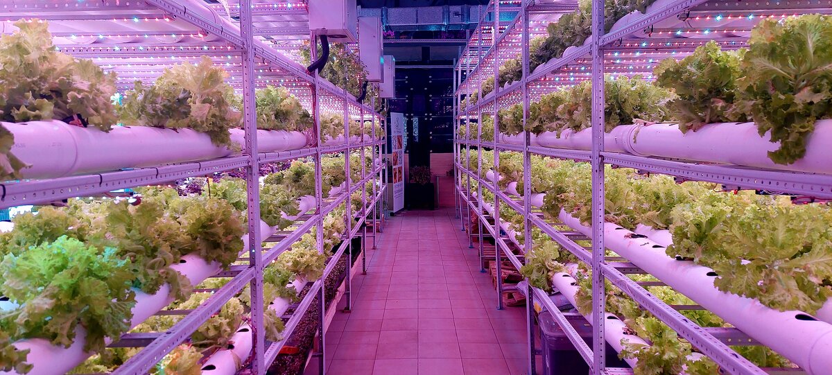 В теплице - ИРЭН@ .