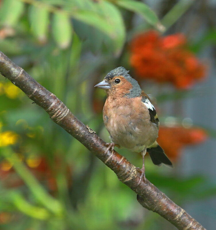 про зяблика ( мальчик ) - Andrey Bragin 