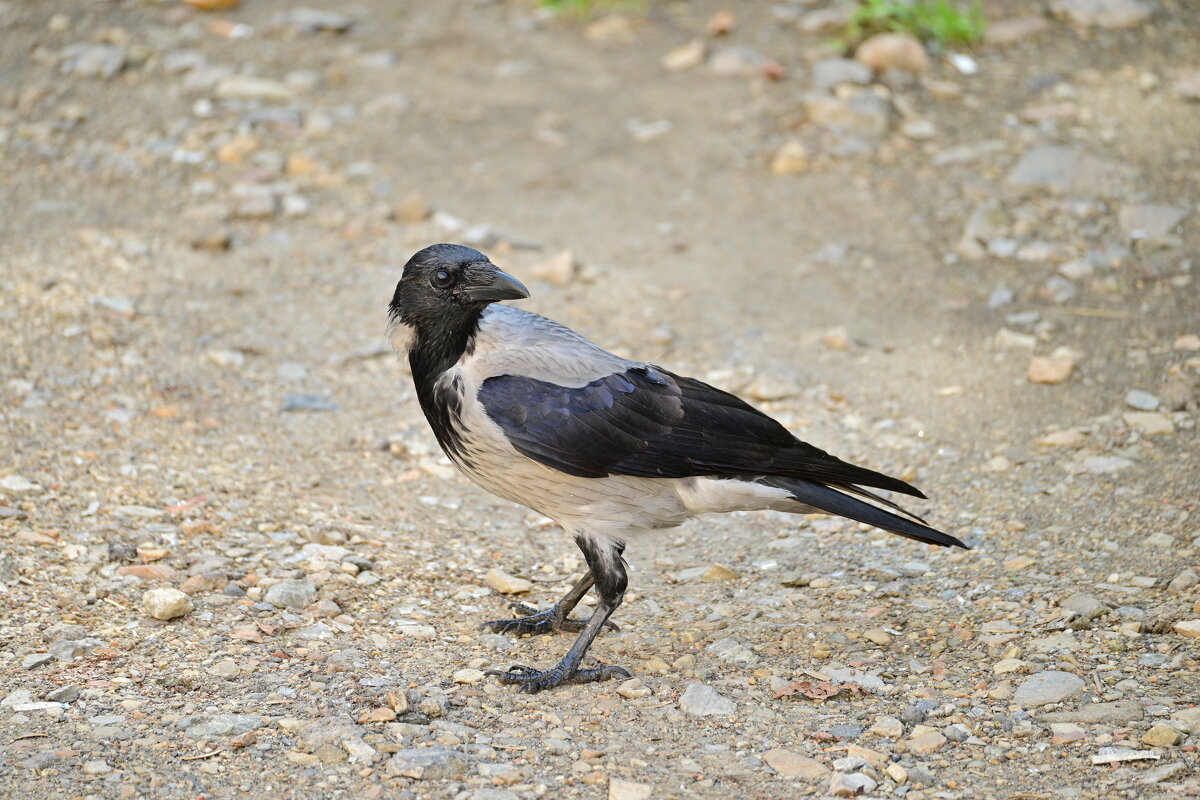 *** - Владислав Левашов