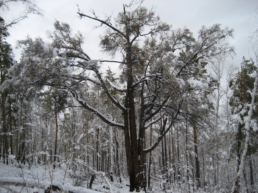 В лесу - Anna Ivanova В лесу - Anna Ivanova