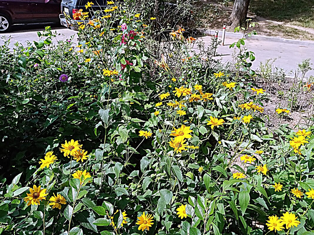 Цветы. - Владимир Драгунский Цветы. - Владимир Драгунский