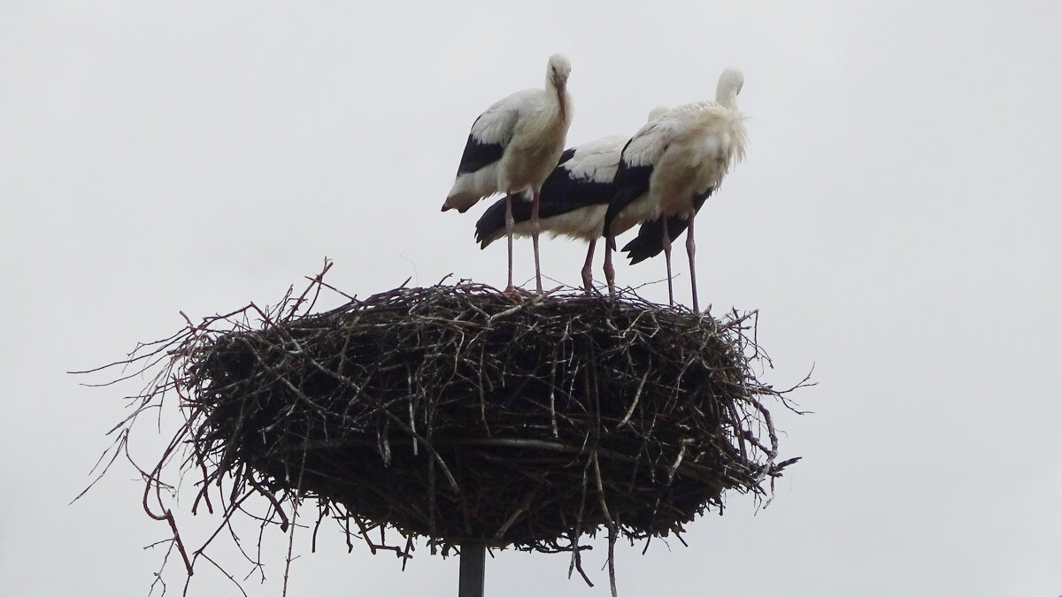 К вылету готовы.. - rimgis 