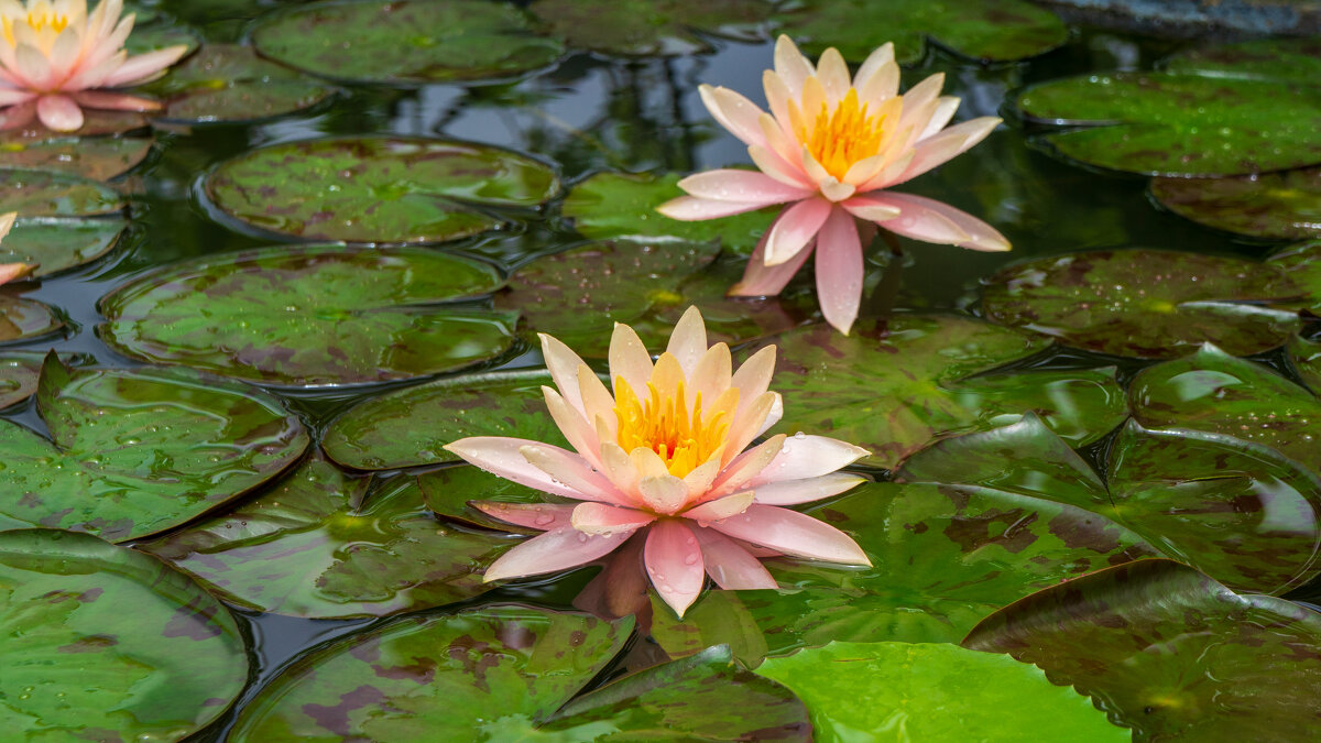 Безмятежность - Григорий Иванов