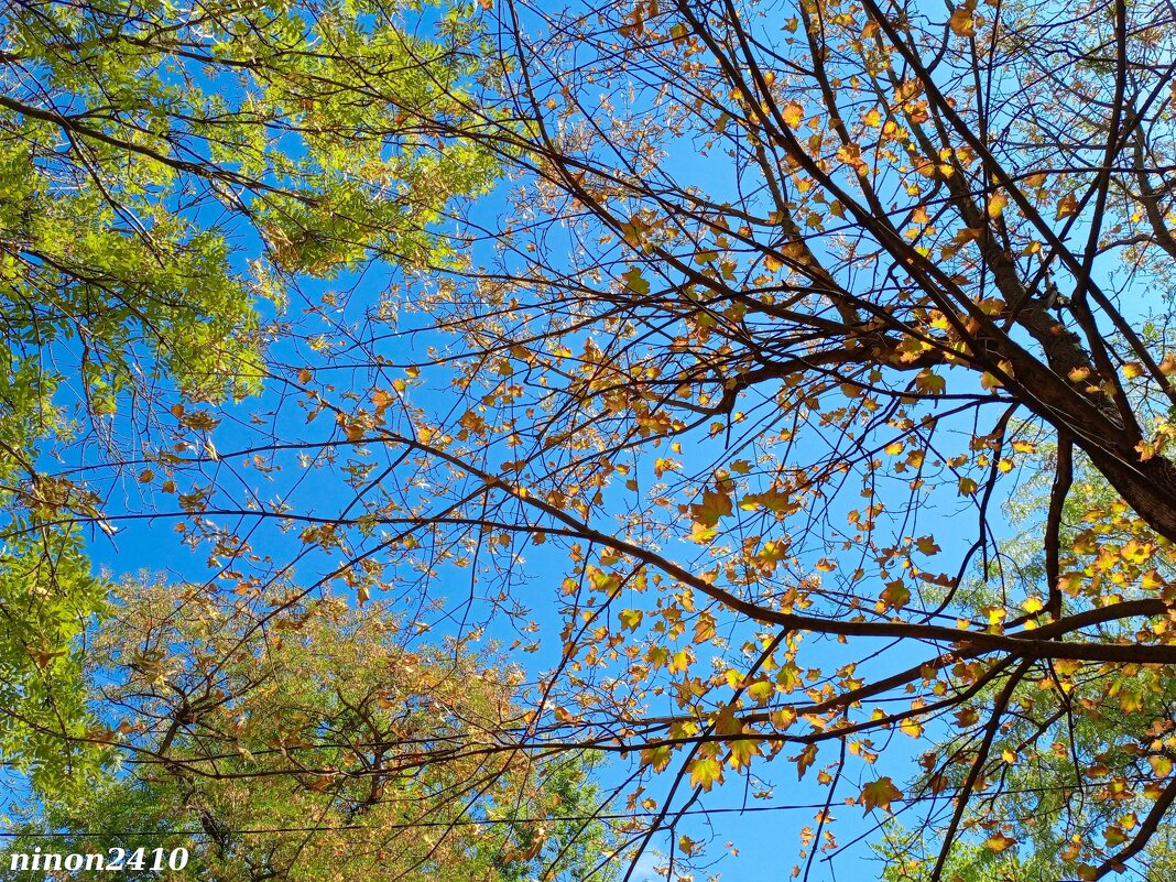 Скоро осень... - Нина Бутко Скоро осень... - Нина Бутко