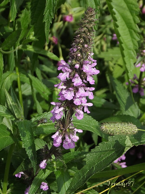 Лечебные травы - Freddy 97